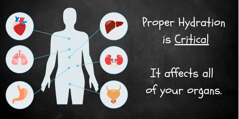 Best Bottled Water to Drink: How Hydration Impacts Your Organs